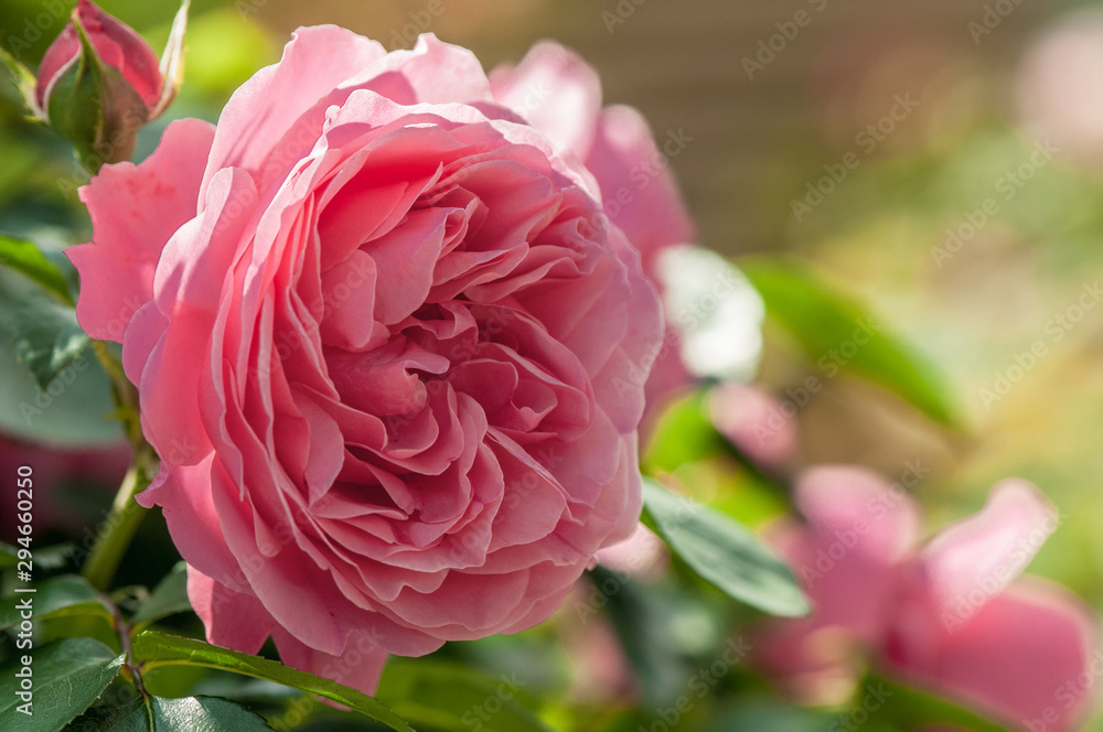 Macroaufnahme einer Rose Macroaufnahme einer Rose