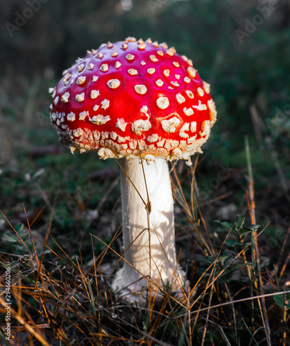 fly agaric mushroom in the forest
