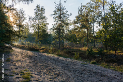 sunset in the forest behind trees