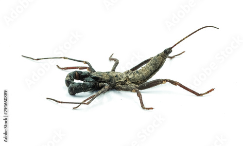 scorpion whip black insect side view isolated on white background.