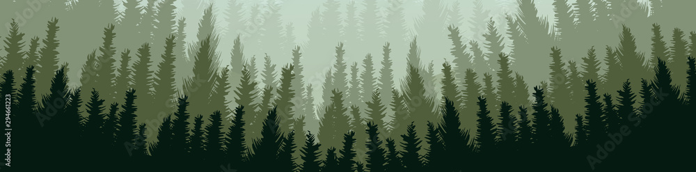 Vector Panorama Green Pine Forest,landscape background,foggy and mist concept design.
