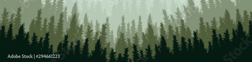 Vector Panorama Green Pine Forest,landscape background,foggy and mist concept design. © Varunyu