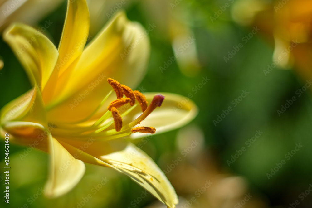 Yellow Lily