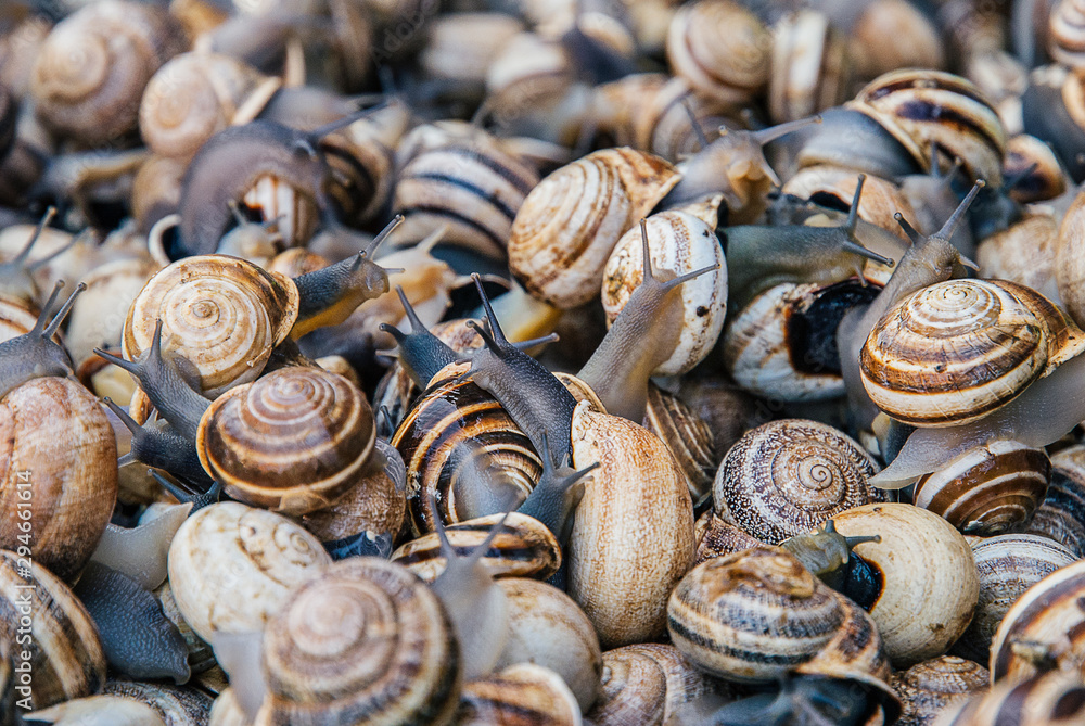 Live snails on a Marrakesh market Live snails on a Marrakesh market