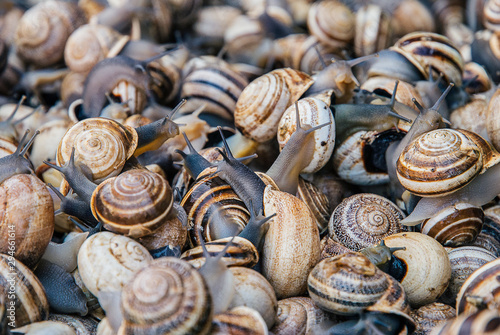 Live snails on a Marrakesh market