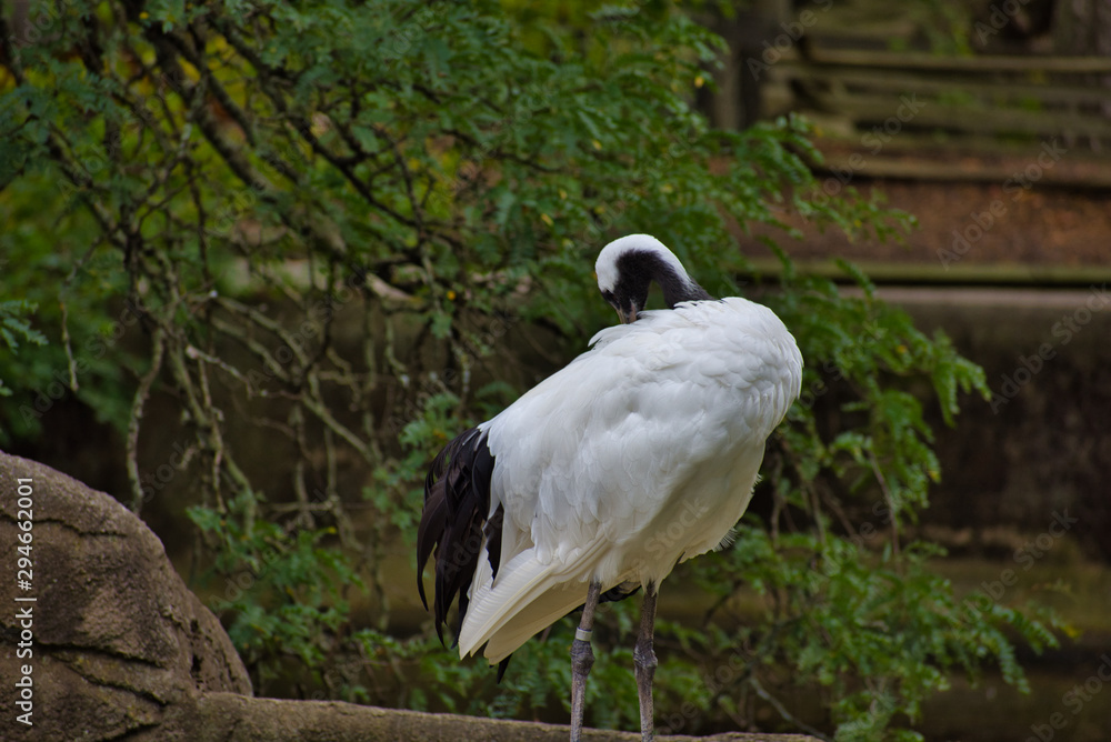 Fototapeta premium White Crane Standing against a leafy backdrop. Preening itself on a sunny summer day WHITE STORK or CICONIA CICONIA