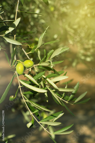 Ripe olives on a tree branch. Close-up.