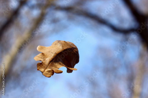 fallen oak leaf on a blurred natural background