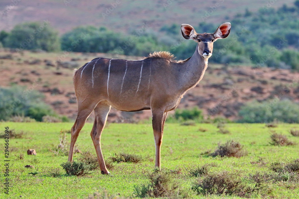 Naklejka premium Kudu Weibchen
