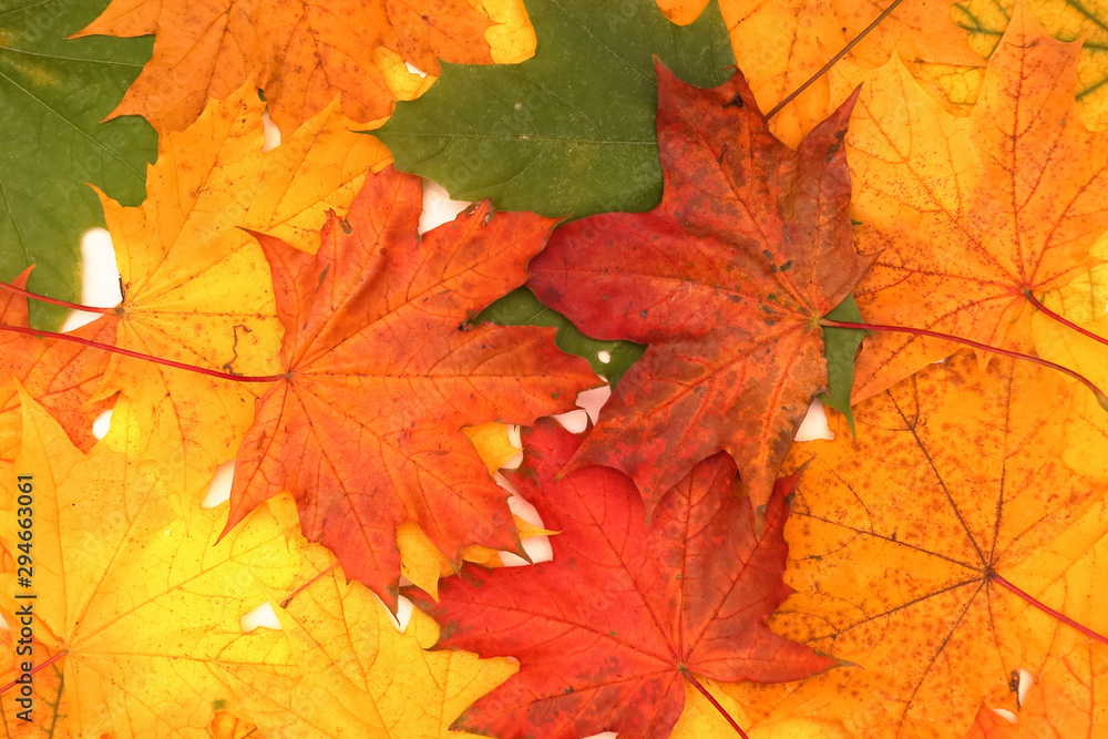 Yellow, green, red leaves of trees. Yellow, green, red leaves of trees.