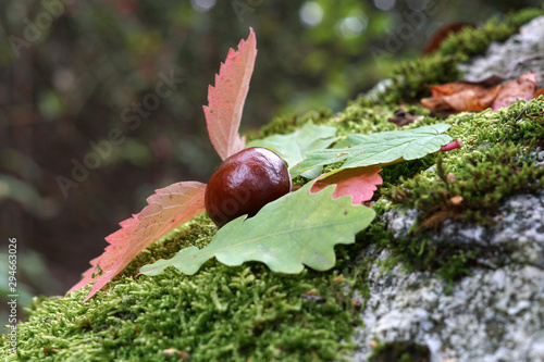 Chestnut with colorful leaves autumn colored 