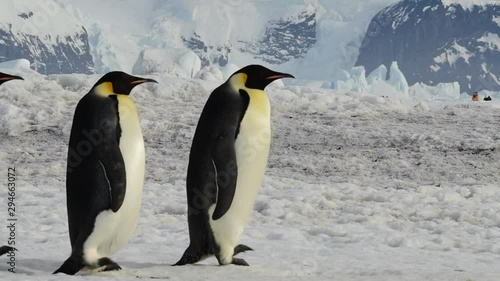 Emperor Penguins at Snow Hill Antarctica 2018