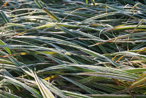 first frost on grass in autumn