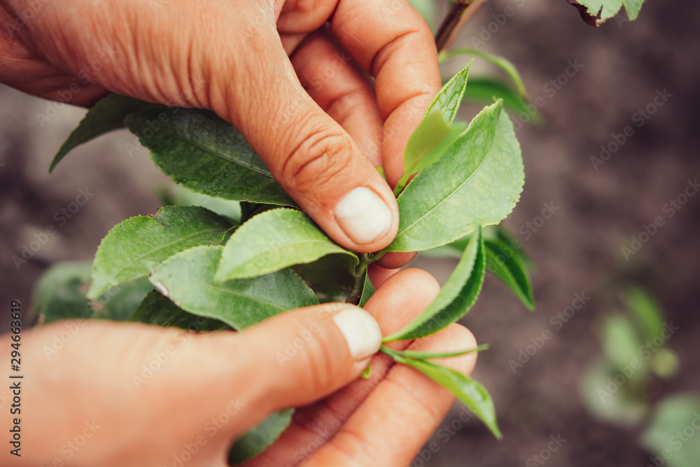 Hand Holding Green Leaves of Tea macro photography close up. Hand Holding Green Leaves of Tea macro photography close up.