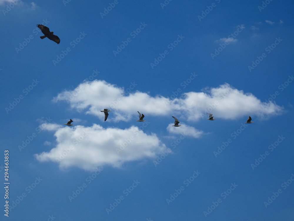 Obraz premium Volatili