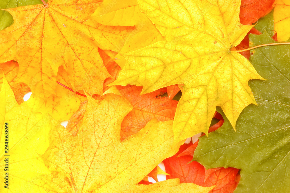 Yellow, green, red leaves of trees. Yellow, green, red leaves of trees.