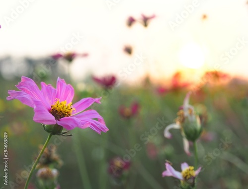 flowers on a background of blue sky