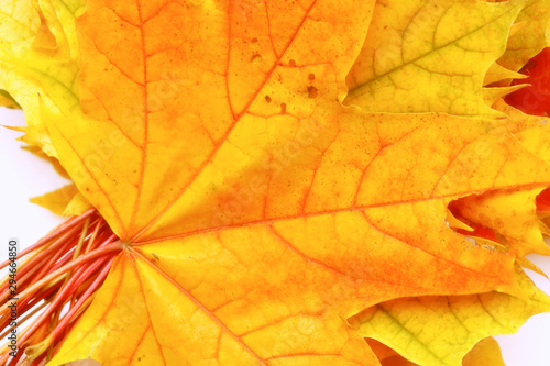 Wallpaper Mural Yellow, green, red leaves of trees. Torontodigital.ca