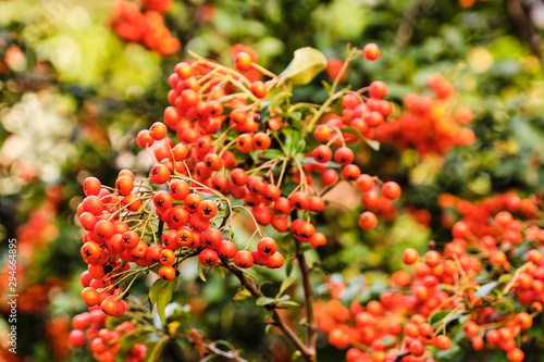 Scarlet firewthors berries detail photo