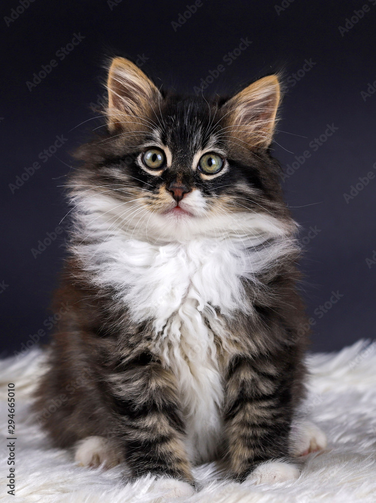 Cute kitten cat Cute kitten cat