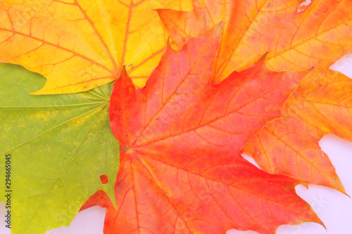 Yellow, green, red leaves of trees.