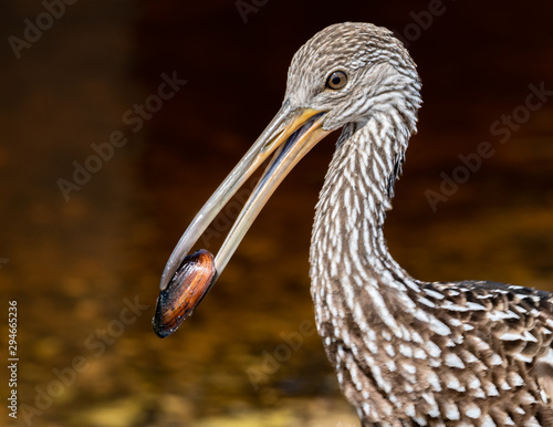 Profile of a limpkin with a snail in its bill photo