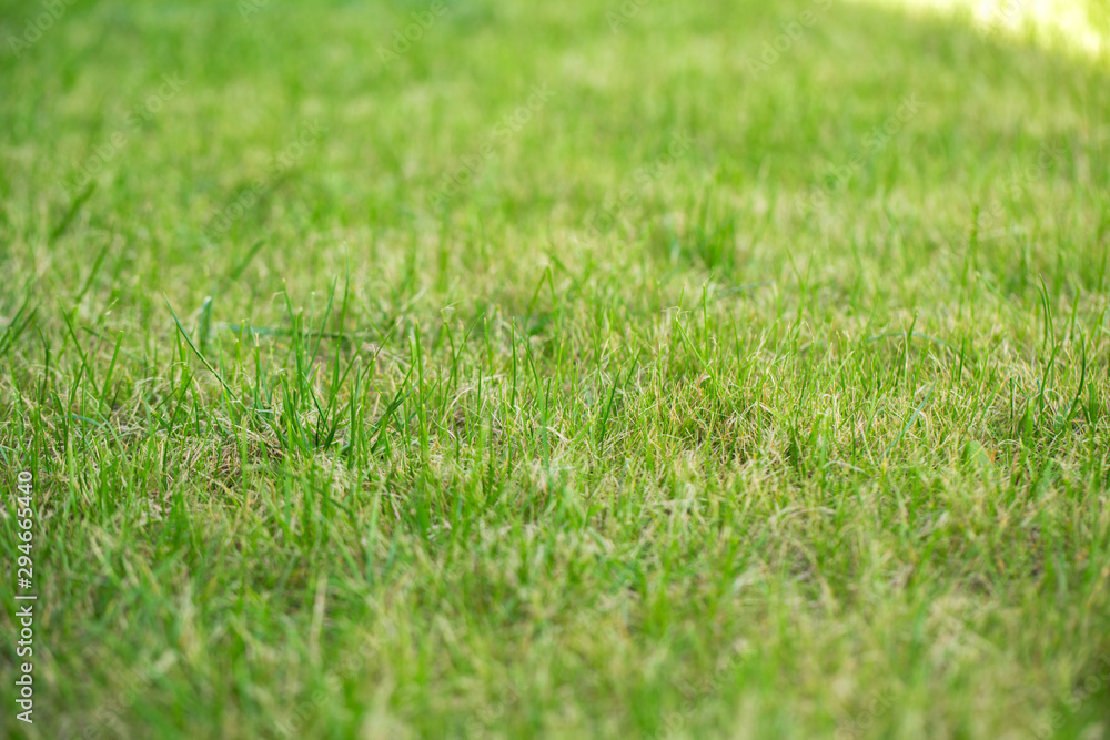 green grass, lawn mowed. background, grass texture green grass, lawn mowed. background, grass texture