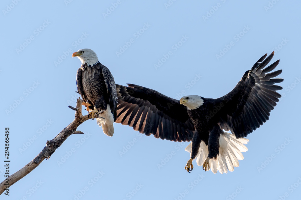 Obraz premium American bald eagle mates, one perched and one flying 