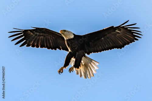 American bald eagle with legs and wings extended