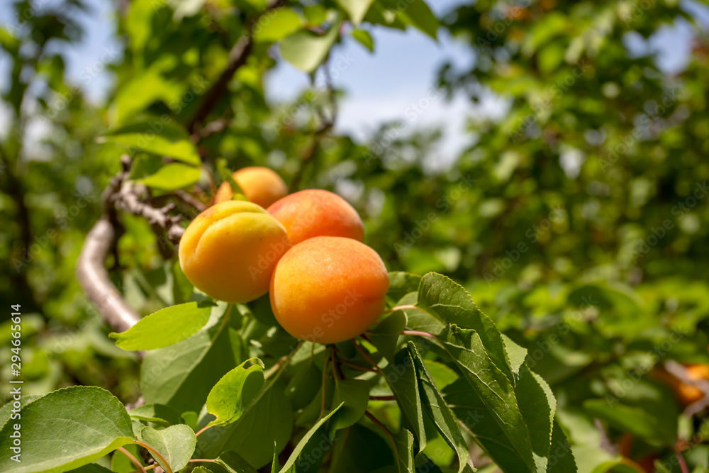 Fresh organic apricot tree