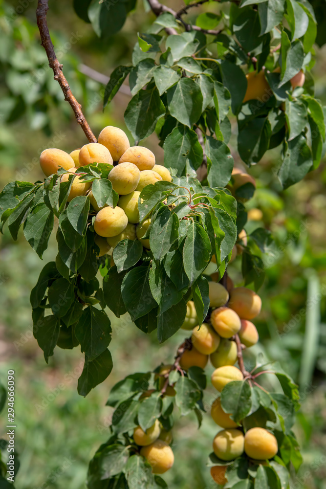 Fresh organic apricot tree