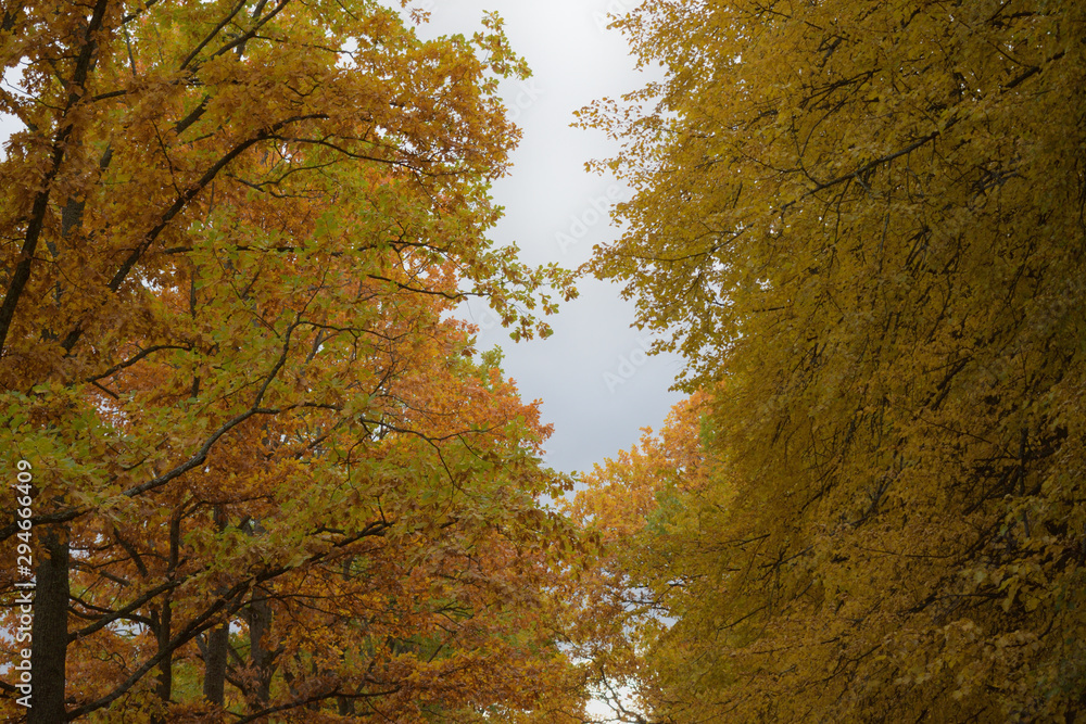 yellow golden red leaves on autumn trees in alley in the garden of the palace in Oranienbaum near Saint Petersburg, Russia yellow golden red leaves on autumn trees in alley in the garden of the palace in Oranienbaum near Saint Petersburg, Russia