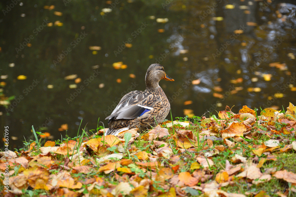 duck in fallen yellow and red autumn maple leaves