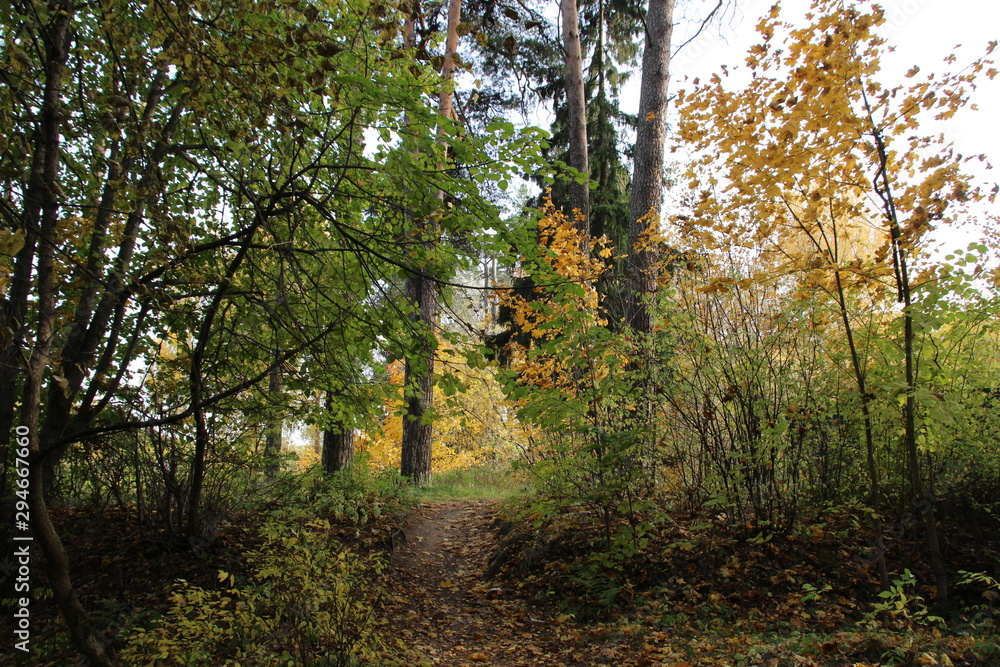 Path in shadow of colorful autumn trees in sunny day Path in shadow of colorful autumn trees in sunny day