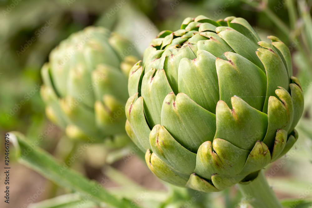 Green fresh organic artichoke in field Green fresh organic artichoke in field