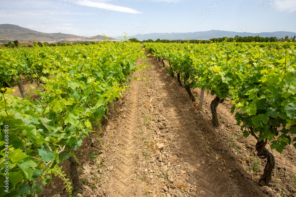 The grapes vineyard, agriculture (Turkey Izmir vineyards) The grapes vineyard, agriculture (Turkey Izmir vineyards)