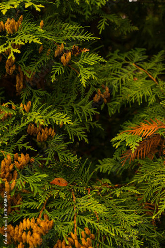 green spruce branch