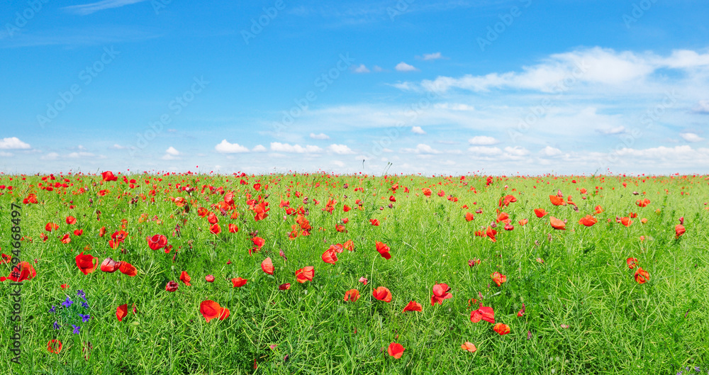 Scarlet poppies on the background of green rapeseed and blue sky. Wide photo.