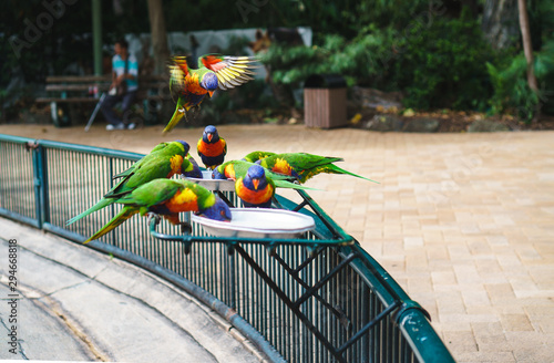 Feeding the Rainbow Lorikeets at Currumbin Wildlife Sanctuary.  These beautifully coloured birds are the species of Australasian parrot.