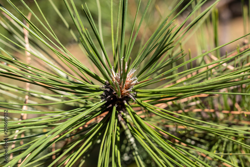 Closeup Green Pine Tree Branch