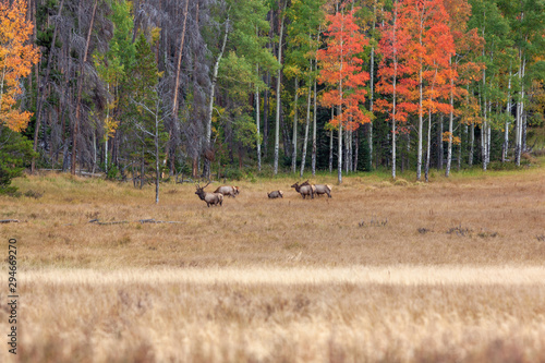 Rutting Elk Herd in Fall Landscape