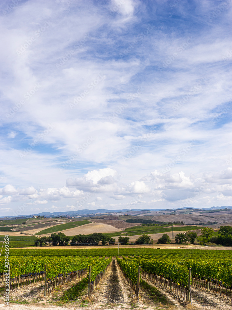 vineyards on the hills of the Tuscany