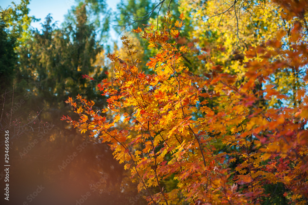 Yellow autumn leaves on the tree. Beauty sunny autumn day Yellow autumn leaves on the tree. Beauty sunny autumn day