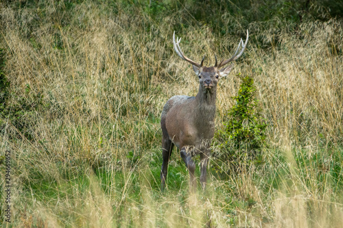 Fototapeta Naklejka Na Ścianę i Meble -  Red deer stag (Cervus elaphus) during the rutting season. Carpathians