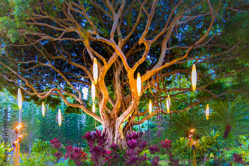 Fotografija Colorful Hawaiian Banyan Tree with Fire and Lights