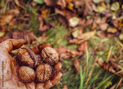 Worker's hands picking nuts, colored by the peel photo