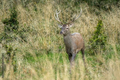 Fototapeta Naklejka Na Ścianę i Meble -  Red deer stag (Cervus elaphus) during the rutting season. Carpathians