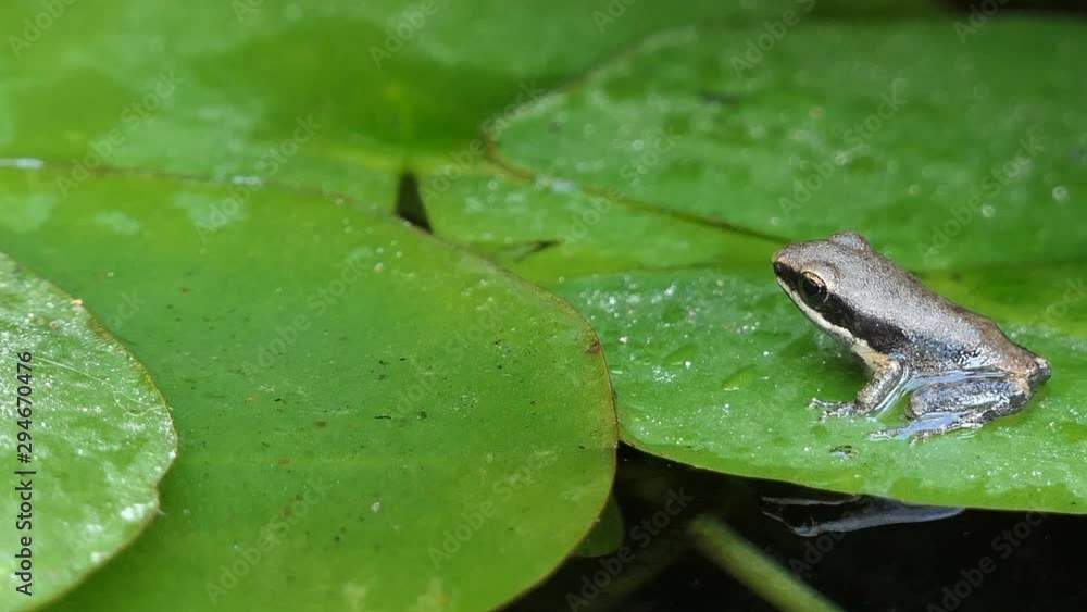 Closed up little cute frog sitting on green water lily leaf Closed up little cute frog sitting on green water lily leaf