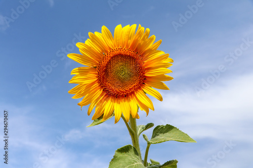 Sunflower field