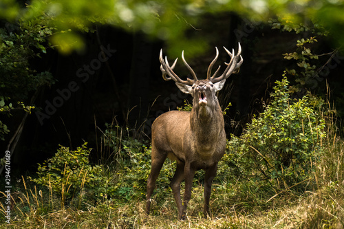 Red deer stag (Cervus elaphus) during the rutting season. Carpathians © Szymon Bartosz